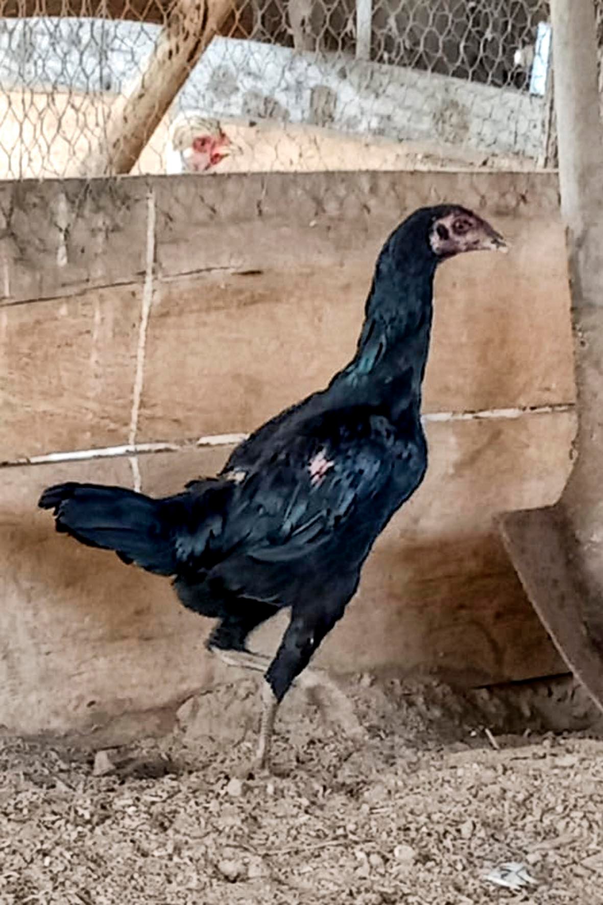 WhatsApp Image 2025-04-03 at 7.35.06 PM (3) copia.jpg